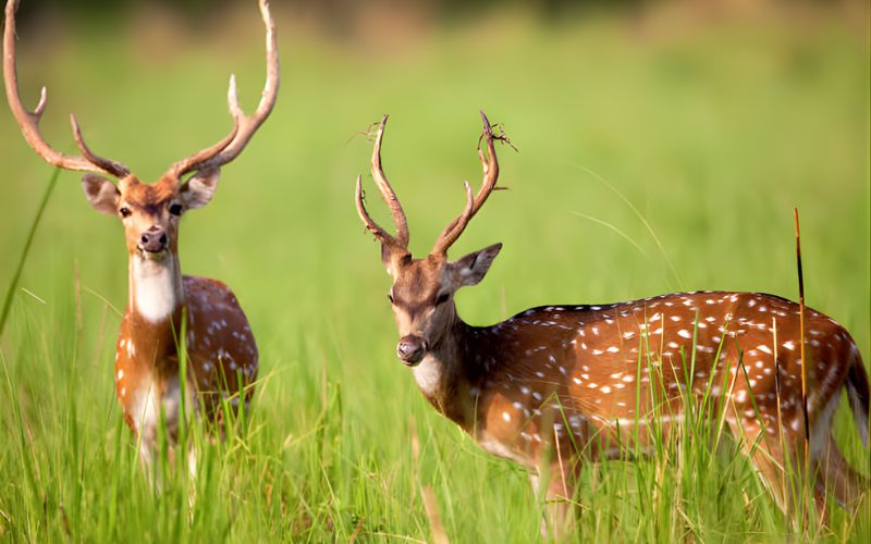 Karnataka Heritage & Wildlife Tour